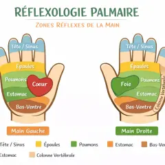 Schéma de réflexologie palmaire montrant les zones réflexes de la main droite : tête/sinus, épaules, foie, poumons, estomac, bas-ventre et colonne vertébrale.