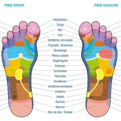 Carte des zones réflexes des pieds. La réflexologie plantaire peut cibler les organes génitaux via des points spécifiques.
