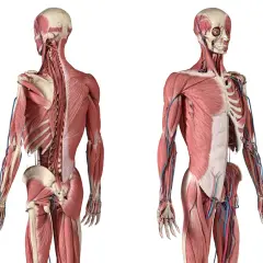 Vue antérieure et postérieure d'un corps humain, montrant les muscles, y compris le muscle ilio-costal, et les vaisseaux sanguins.