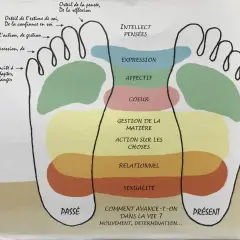 Schéma des zones du pied, de la zone voute plantaire aux orteils, associant chaque partie à des aspects de la vie : pensée, expression, cœur, gestion, relationnel, sexualité.
