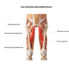 Anatomie des muscles de l'aine, montrant le muscle pectiné, long adducteur, court adducteur, grand adducteur et gracile, essentiels pour l'**étirer adducteur**.