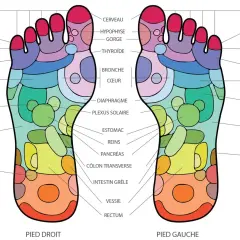 Carte des points d'acupuncture du pied droit, montrant les zones réflexes pour le cerveau, les sinus, l'estomac et plus encore.