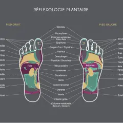 Carte des zones réflexes des pieds, utile pour soulager le stress par réflexologie plantaire. Elle montre les correspondances entre les parties du pied et les organes du corps.