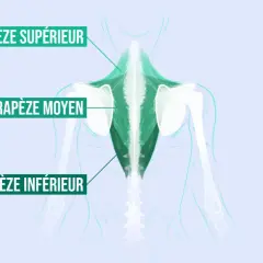 Illustration anatomique montrant le trapèze moyen, partie d'un exercice pour le dos.