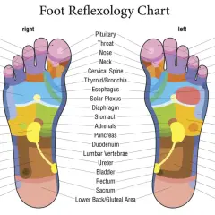 Carte de réflexologie plantaire montrant les zones correspondant à la tête, aux sinus et au point acupuncture gros orteil.