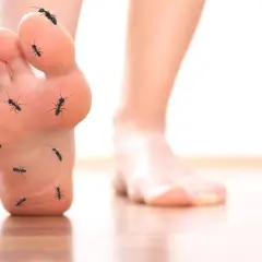 Un pied est envahi par des fourmis, créant une sensation de fourmillement.