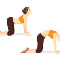 Deux poses d'une femme en quatre pattes pour un exercice souplesse dos : dos creusé puis dos rond.
