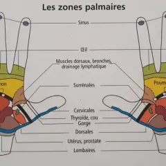 Schéma des zones réflexes de la main. Le point du foie sur la main droite est indiqué, ainsi que d'autres organes.