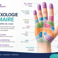 Carte de réflexologie palmaire montrant le point réflexologie main estomac. La main est divisée en zones représentant des organes.