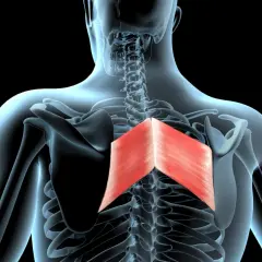 Vue anatomique du dos humain, mettant en évidence le grand rhomboïde rouge, un muscle essentiel pour le mouvement des omoplates.