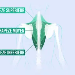 Illustration anatomique des muscles du dos, montrant les trapezes et les epaules.