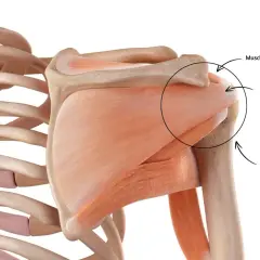 Anatomie de l'épaule, montrant la coiffe des rotateurs. Un faux mouvement épaule peut affecter ces muscles.