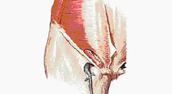 Illustration anatomique montrant le muscle pectiné, source potentielle de douleur chez la femme.