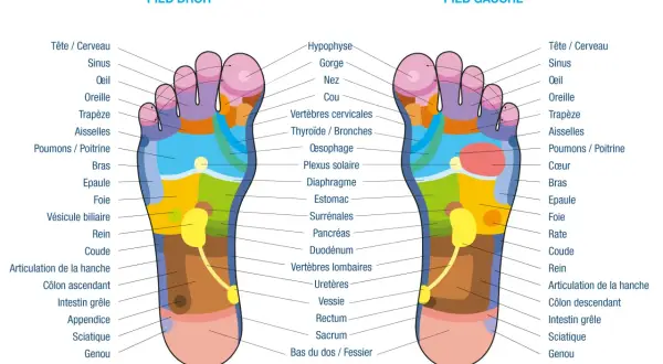Carte des zones réflexes des pieds. La réflexologie plantaire peut cibler les organes génitaux via des points spécifiques.