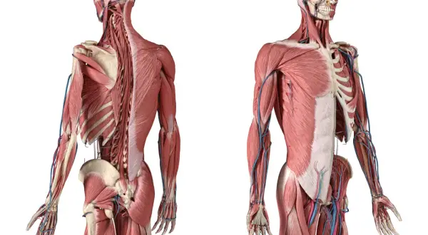 Vue antérieure et postérieure d'un corps humain, montrant les muscles, y compris le muscle ilio-costal, et les vaisseaux sanguins.