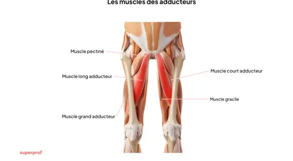 Anatomie des muscles de l'aine, montrant le muscle pectiné, long adducteur, court adducteur, grand adducteur et gracile, essentiels pour l'**étirer adducteur**.