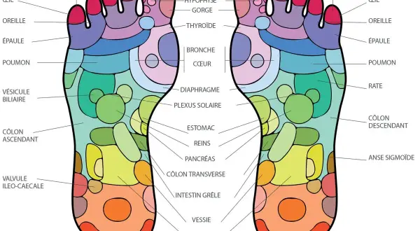Carte des points d'acupuncture du pied droit, montrant les zones réflexes pour le cerveau, les sinus, l'estomac et plus encore.