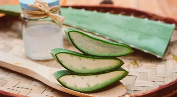 Tranches d'aloe vera sur une cuillère en bois, prêtes à soulager un coup de soleil. Gel d'aloe vera dans un pot à côté.
