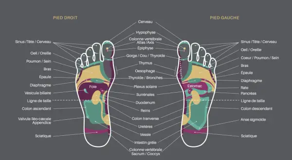 Carte des zones réflexes des pieds, utile pour soulager le stress par réflexologie plantaire. Elle montre les correspondances entre les parties du pied et les organes du corps.
