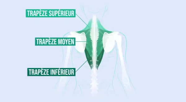 Illustration anatomique montrant le trapèze moyen, partie d'un exercice pour le dos.