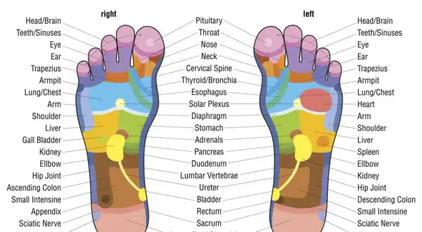 Carte de réflexologie plantaire montrant les zones correspondant à la tête, aux sinus et au point acupuncture gros orteil.