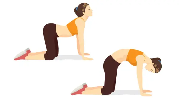 Deux poses d'une femme en quatre pattes pour un exercice souplesse dos : dos creusé puis dos rond.
