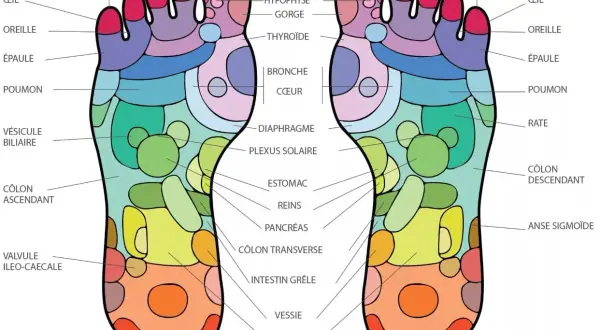 Carte des zones réflexes du pied, illustrant la medecine des pieds et ses correspondances avec les organes du corps.