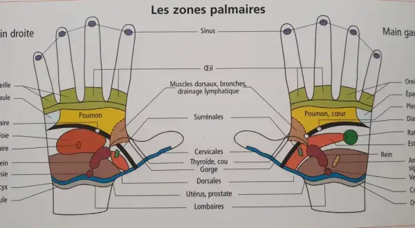 Schéma des zones réflexes de la main. Le point du foie sur la main droite est indiqué, ainsi que d'autres organes.