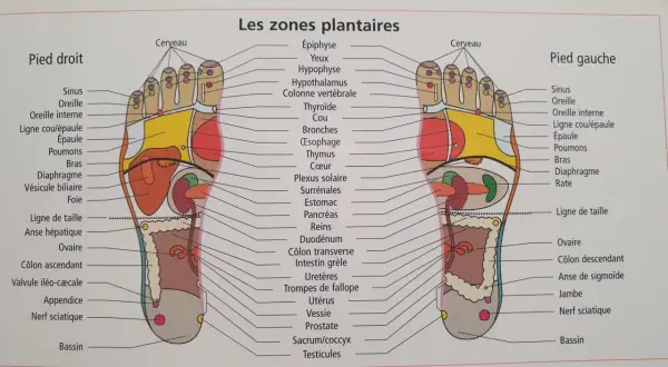 Carte des zones réflexes du pied droit en médecine chinoise, montrant les correspondances avec les organes et parties du corps.