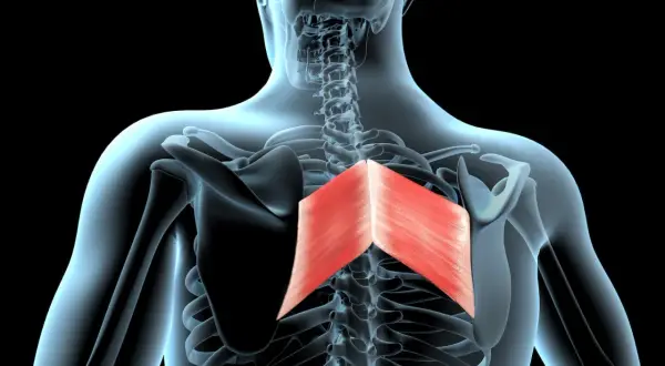 Vue anatomique du dos humain, mettant en évidence le grand rhomboïde rouge, un muscle essentiel pour le mouvement des omoplates.