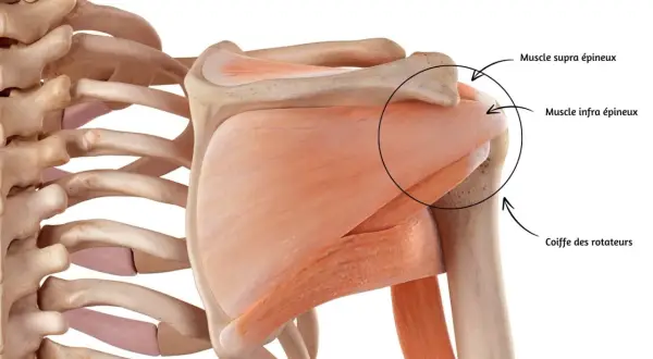 Anatomie de l'épaule, montrant la coiffe des rotateurs. Un faux mouvement épaule peut affecter ces muscles.