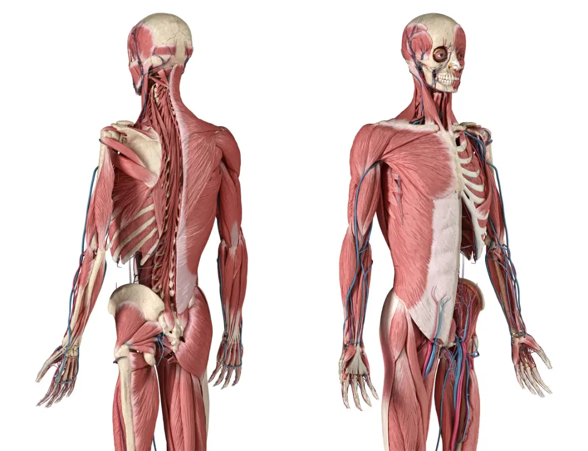 Vue antérieure et postérieure d'un corps humain, montrant les muscles, y compris le muscle ilio-costal, et les vaisseaux sanguins.