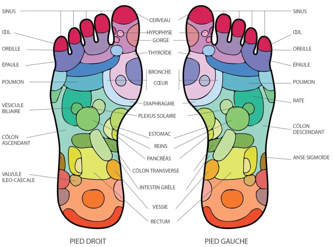 Carte des points d'acupuncture du pied droit, montrant les zones réflexes pour le cerveau, les sinus, l'estomac et plus encore.