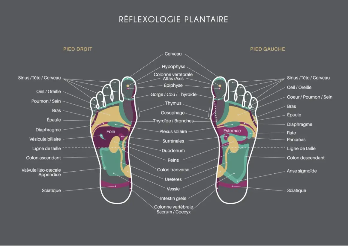 Carte des zones réflexes des pieds, utile pour soulager le stress par réflexologie plantaire. Elle montre les correspondances entre les parties du pied et les organes du corps.