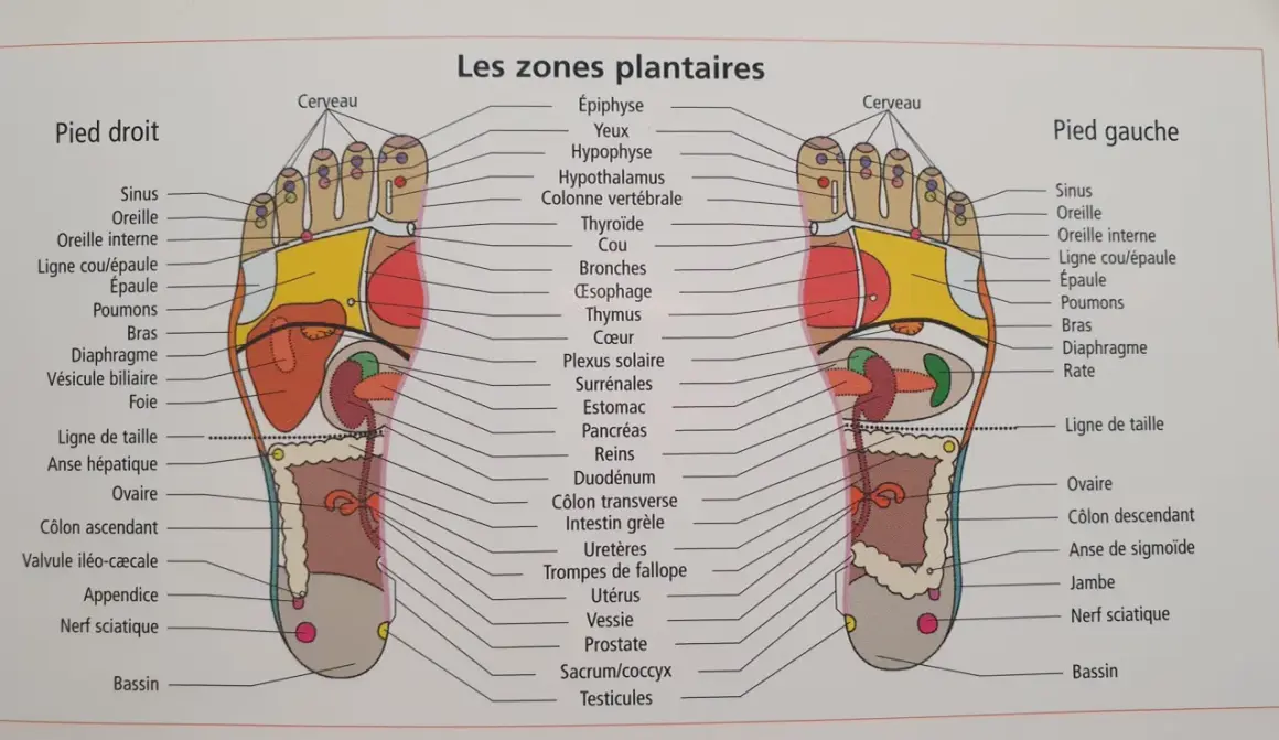 Carte des zones réflexes du pied droit en médecine chinoise, montrant les correspondances avec les organes et parties du corps.