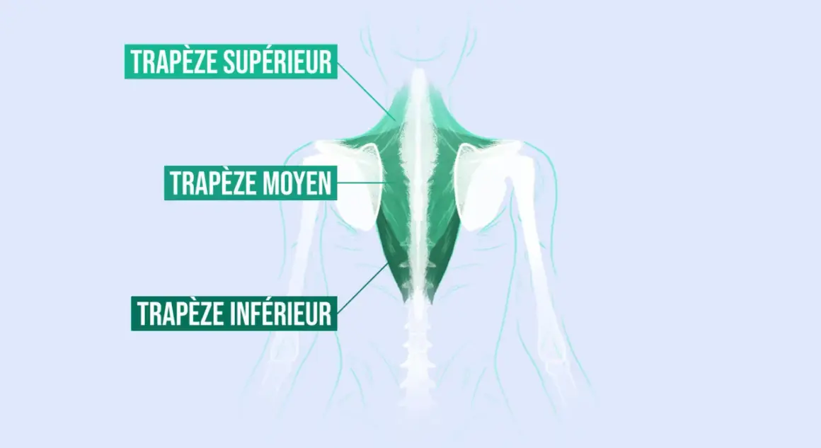 Illustration anatomique des muscles du dos, montrant les trapezes et les epaules.