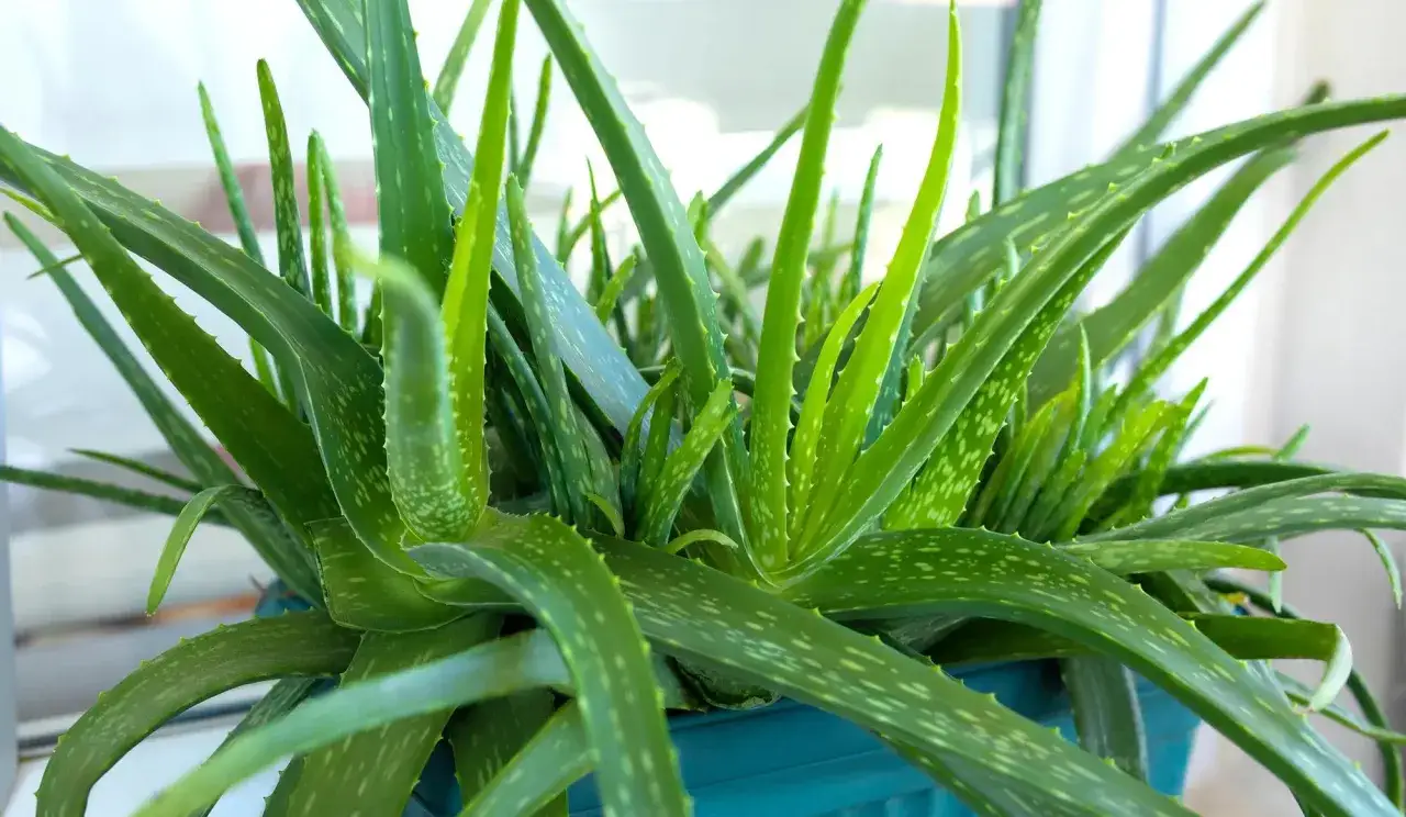 Plante d'aloe vera aux feuilles vertes et charnues, parfaite pour apaiser un coup de soleil.