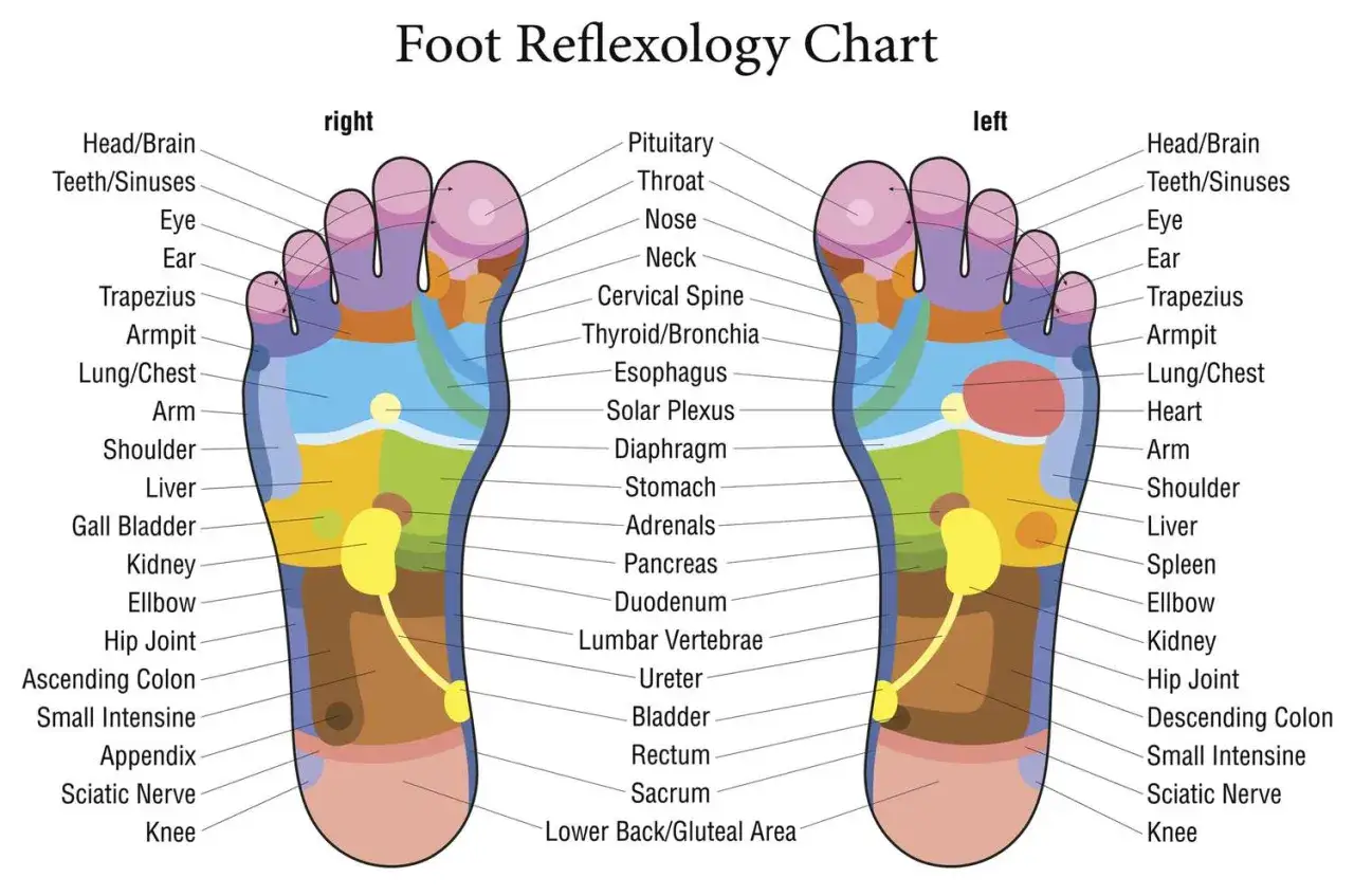 Schéma des zones réflexes des pieds. Chaque zone correspond à un organe ou une partie du corps, utile pour un massage pied point de pression.