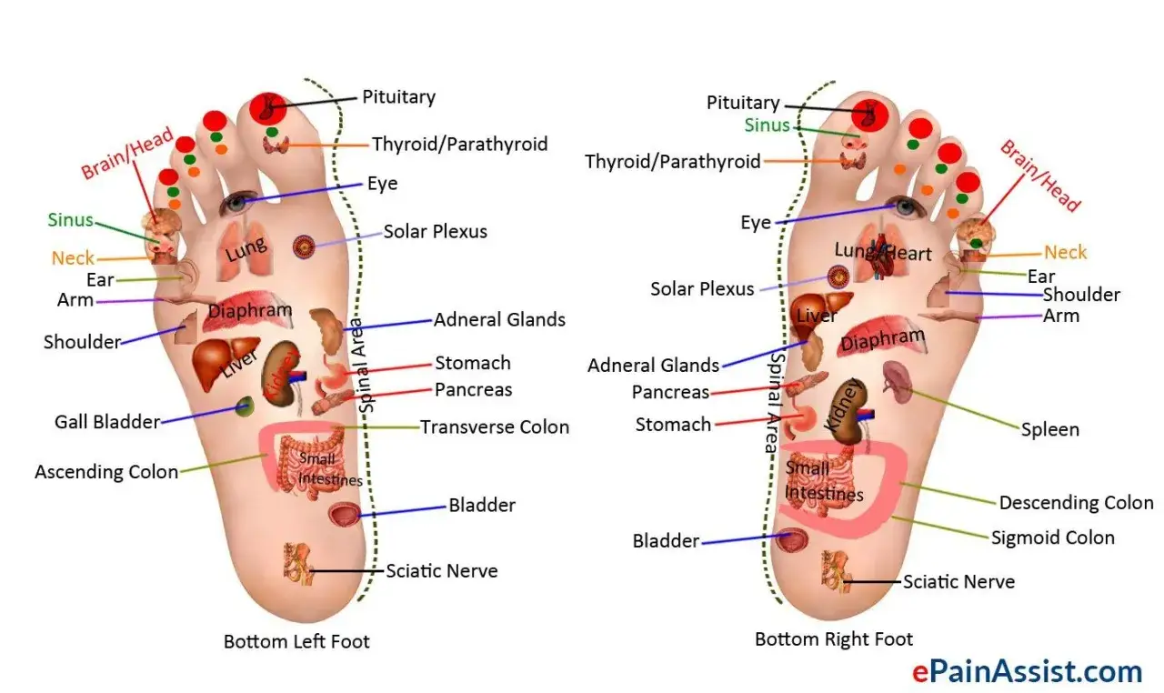 Cartes de réflexologie plantaire montrant les zones correspondant aux organes génitaux, ainsi qu'à d'autres parties du corps.