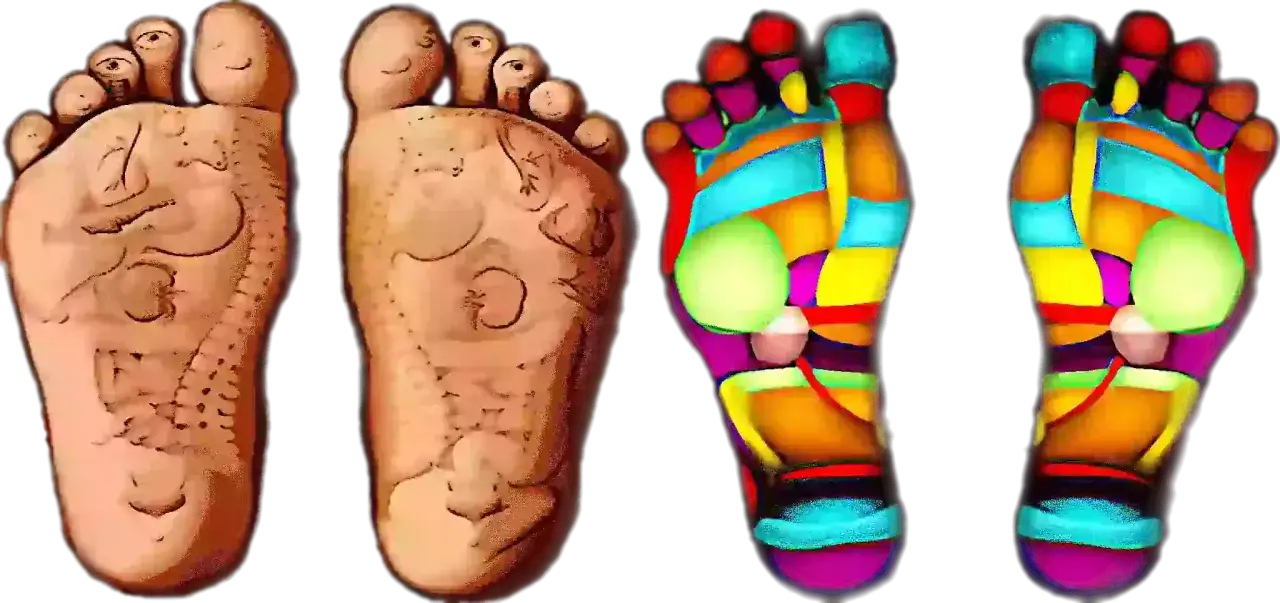 Cartes de réflexologie plantaire montrant les zones pour un massage pied.