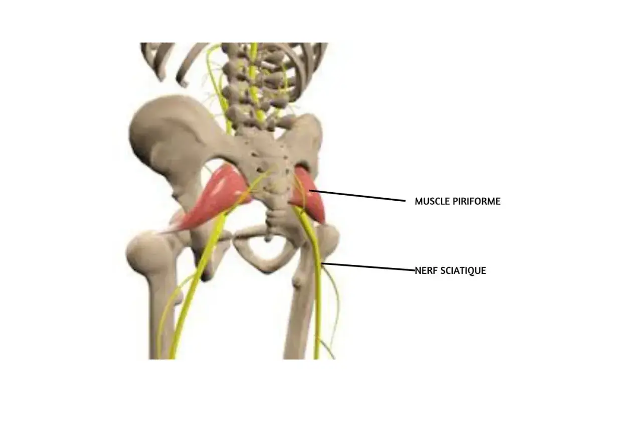 Anatomie du bassin montrant le muscle piriforme et le nerf sciatique, souvent impliqués dans le syndrome du piriforme symptômes.