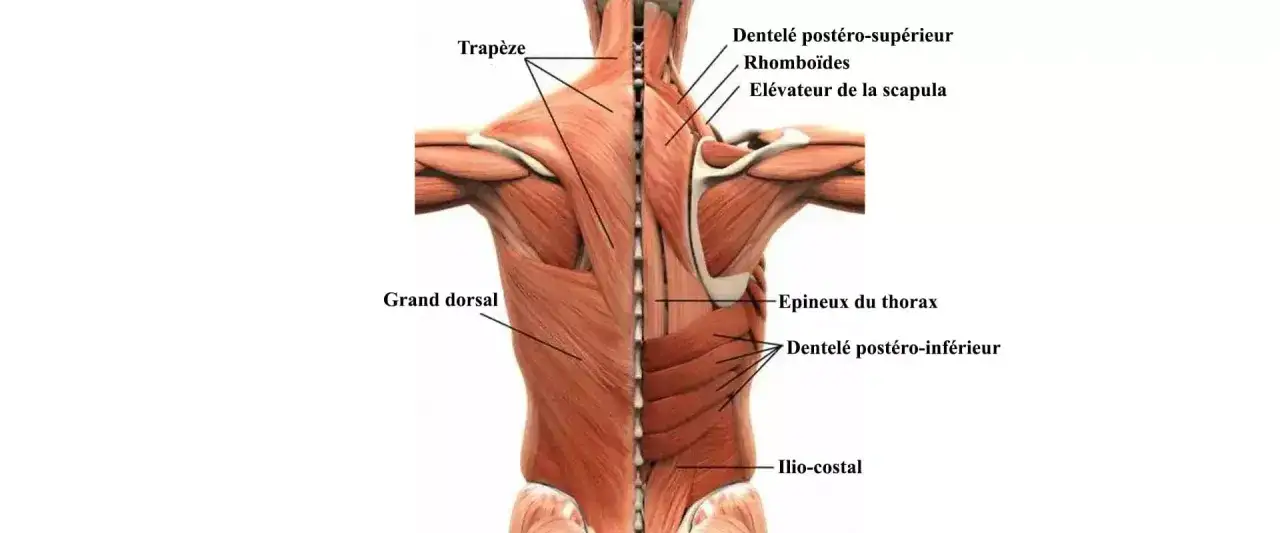 Vue anatomique du dos humain, montrant les muscles trapèzes, grands dorsaux et les muscles spinaux profonds comme les épineux du thorax et l'ilio-costal.