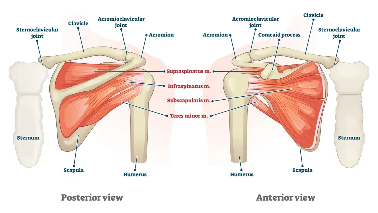 Vue postérieure et antérieure de l'épaule, montrant les muscles et les articulations. Utile pour comprendre un faux mouvement épaule.