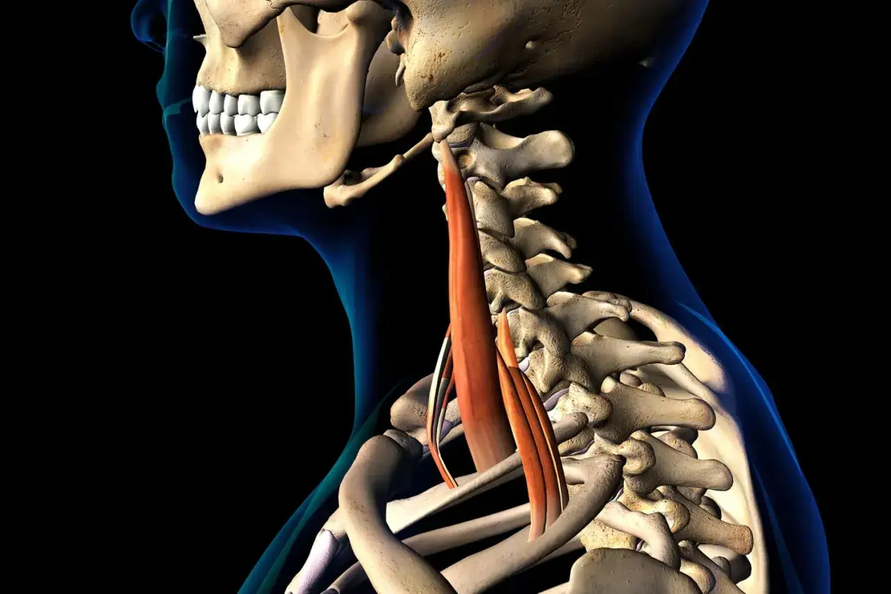 Vue latérale d'une anatomie du cou, montrant les vertèbres cervicales et un muscle scalène.