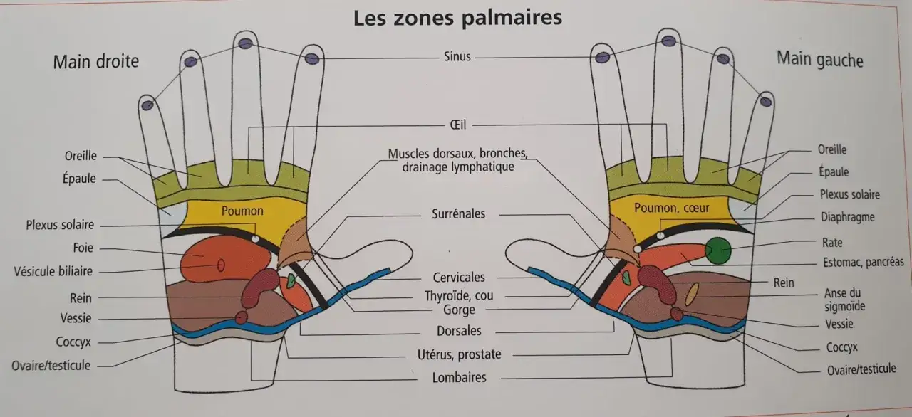 Schéma des zones réflexes de la main. Le point du foie sur la main droite est indiqué, ainsi que d'autres organes.
