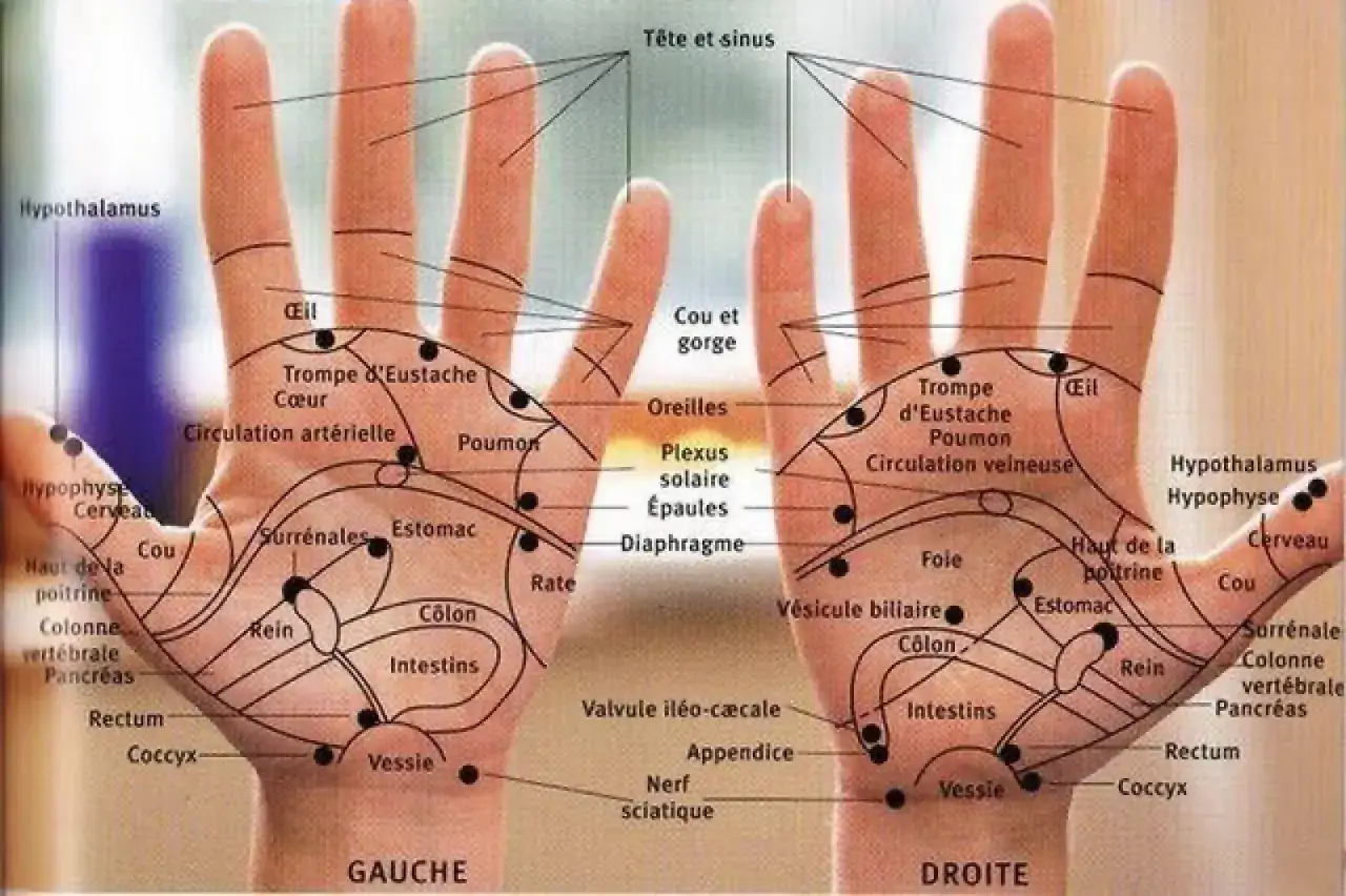 Carte de r&eacute;flexologie palmaire montrant les zones de la main droite correspondant aux organes et fonctions du corps.