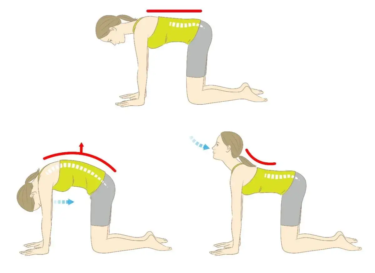 Exercices pour comment soulager une scoliose : posture du chat et de la vache pour étirer la colonne vertébrale.