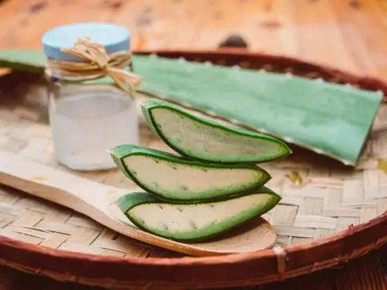 Aloe vera sur un coup de soleil - quand l’utiliser vraiment ?