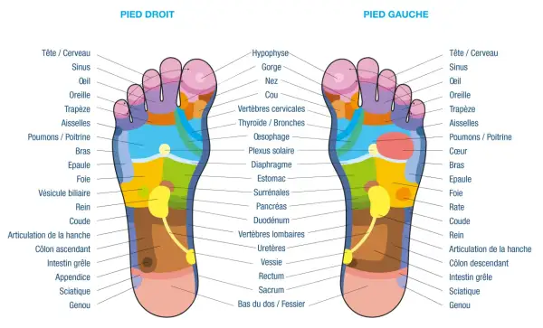 Carte des zones réflexes des pieds. La réflexologie plantaire peut cibler les organes génitaux via des points spécifiques.