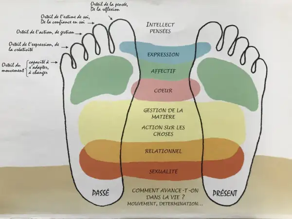 Schéma des zones du pied, de la zone voute plantaire aux orteils, associant chaque partie à des aspects de la vie : pensée, expression, cœur, gestion, relationnel, sexualité.